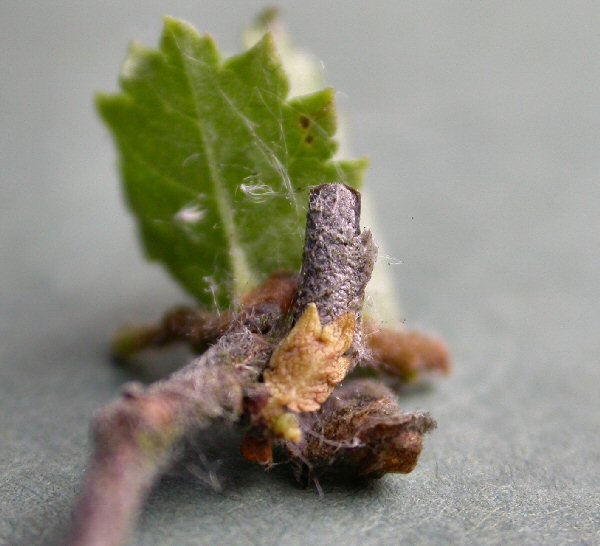 pupating case