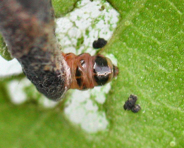 the larva grazes on the leaf