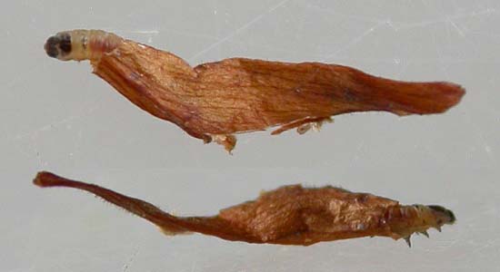 larva feed in flowers
