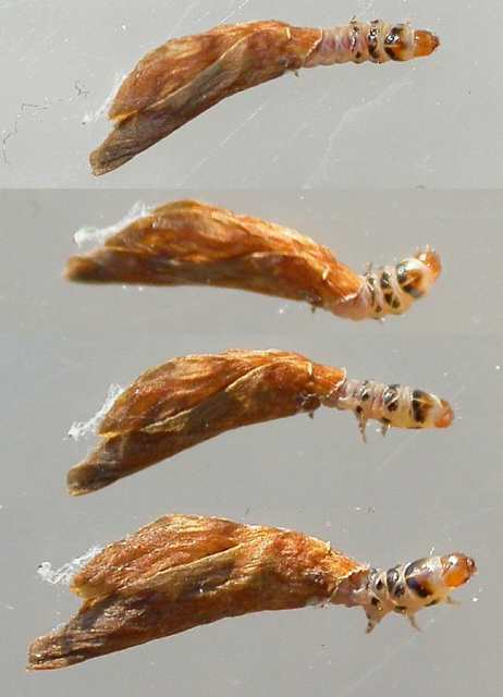 larvae in ventral view