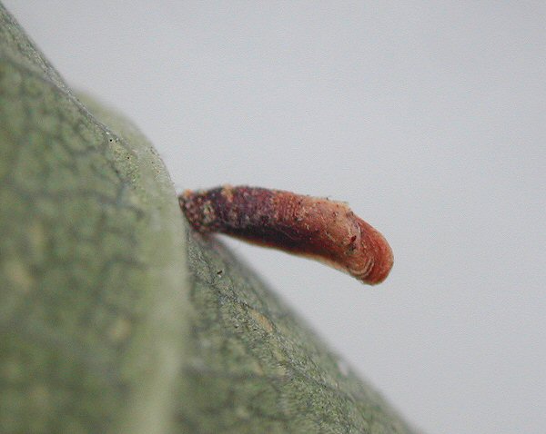 the pale dorsal patch is seen