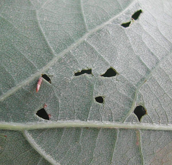 the window feeding is seen