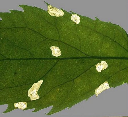 feeding marks