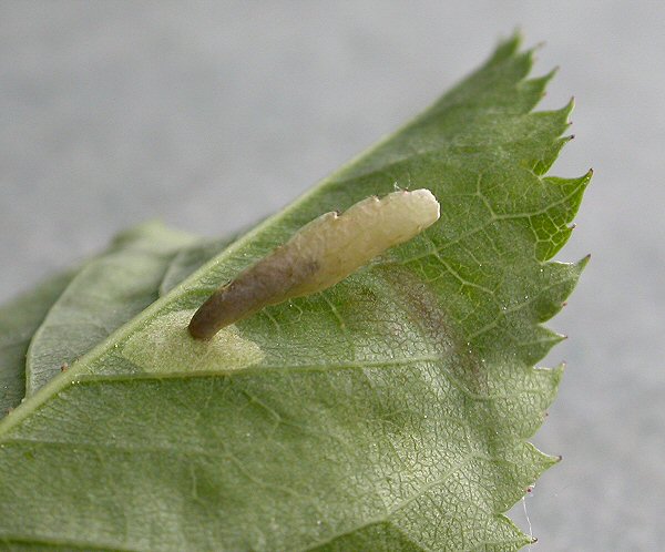 the case has a serrated edge - it is formed from the rose leaf