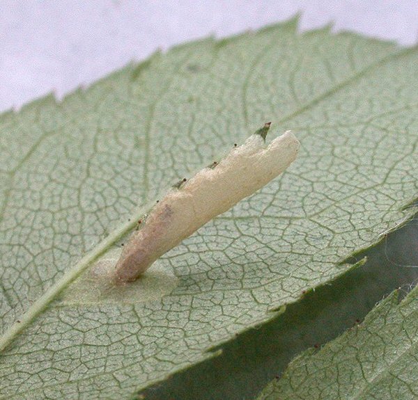 the remains of the leaf are coloured green at the top of the case