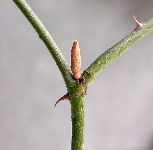 final case is shown