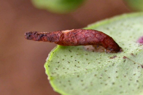 the case consists of three mined leaves