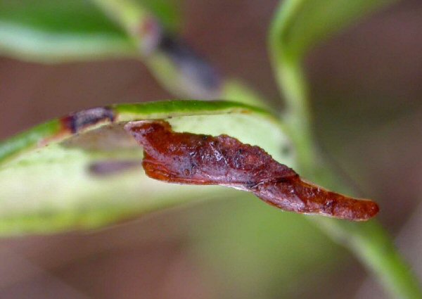 the case consists of three mined leaves
