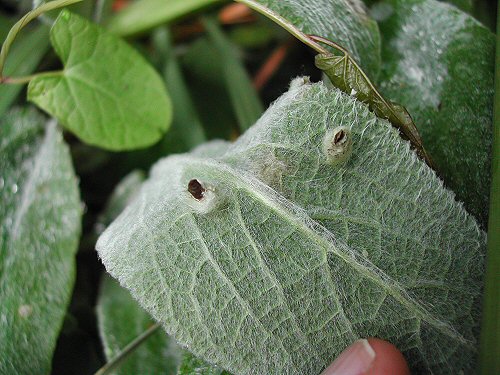 cases on leaf underside