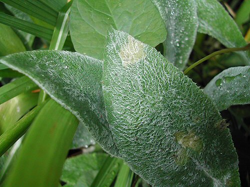 feeding damage seen non uppersurface of leaf
