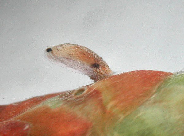winter case is shown