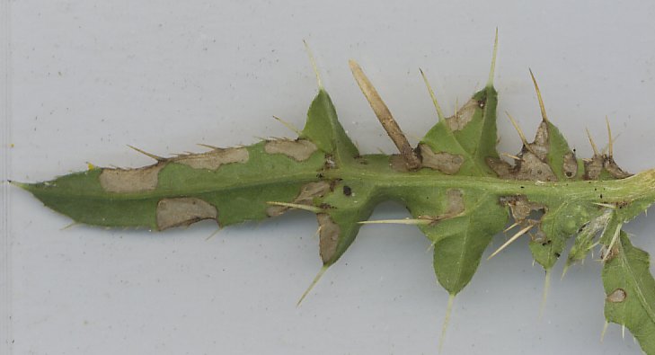 white blotches are formed on the leaves