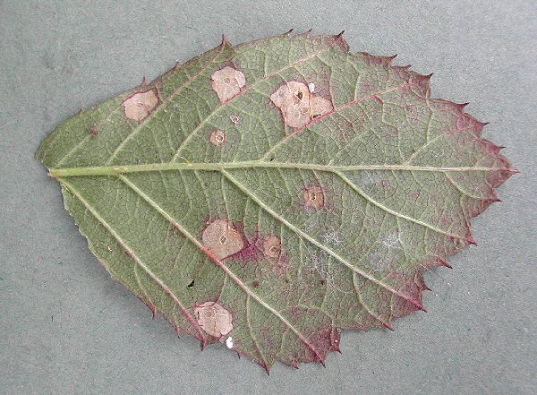 the leaf is punctured on one side