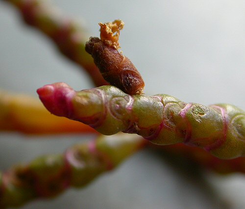 the larva feeds internally in a spike