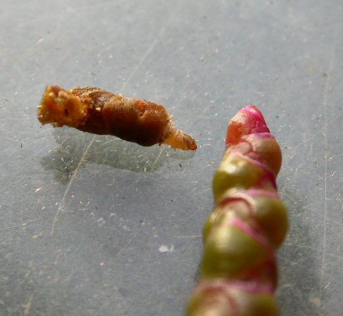 larva moving towards spike