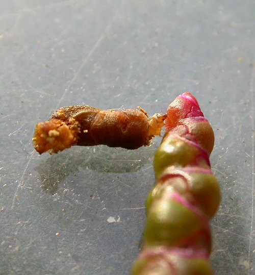 larva at spike