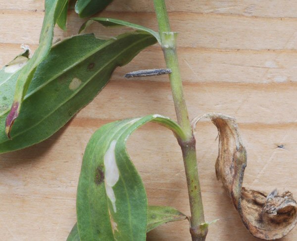 case attached to stem