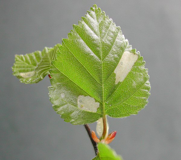 the pock marks form on the leaf