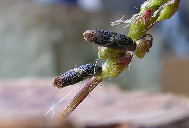 two seed pods are shown making up the case