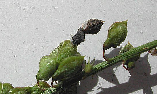 the case, made of two seed pods is shown top right