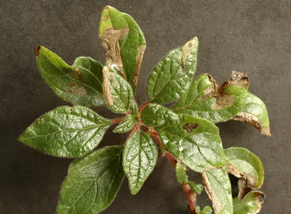 blotch mines are formed