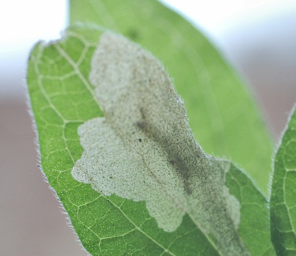 larva in mine