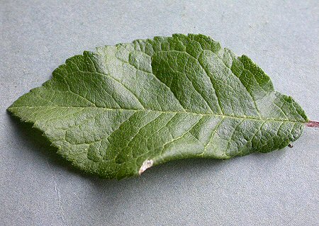 the leaf edge is folded over