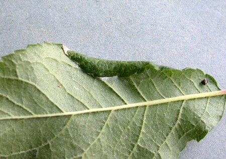the leaf edge is folded over