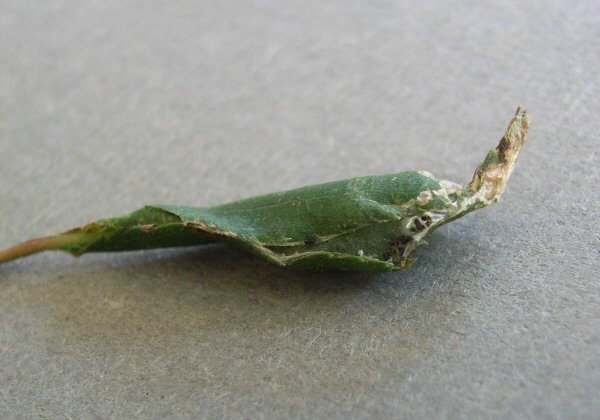 te leaf edge is folded over