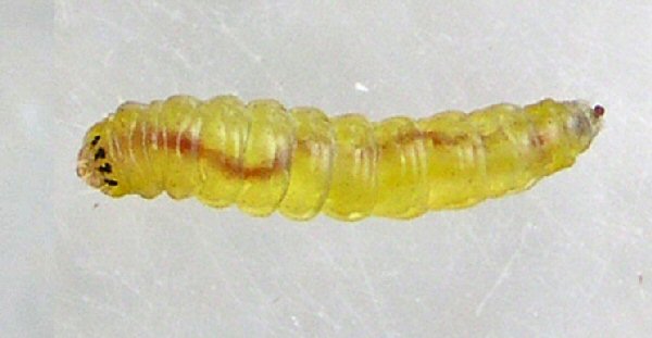 the larva
