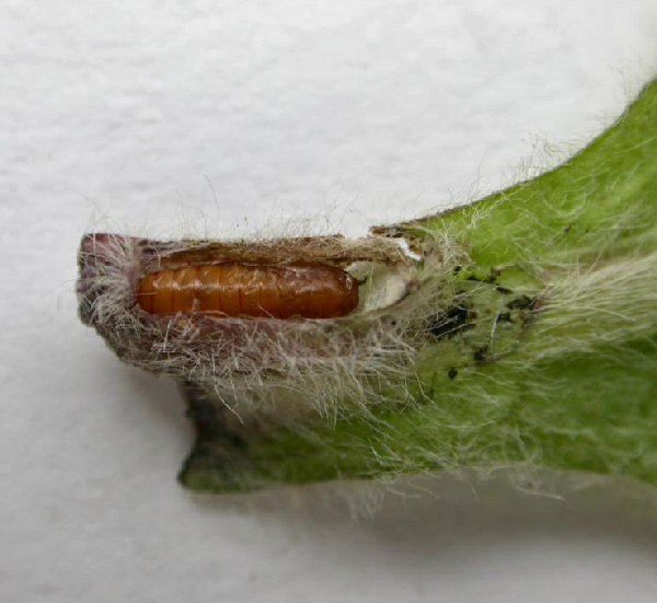 pupa in leaf base