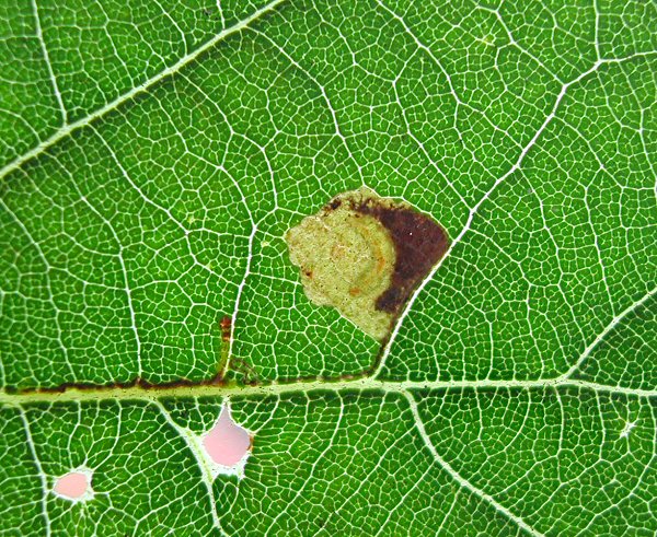 the larva has a pale head