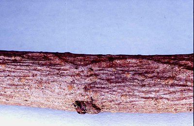 forms mines in the bark