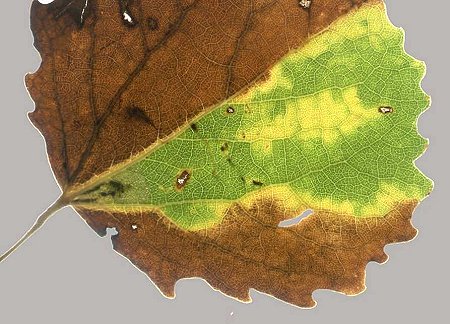green islands are formed