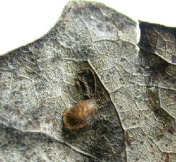 the cocoon is formed 