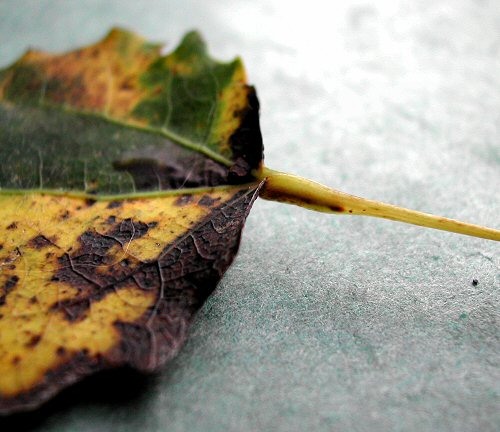the larval position in the petiole is seen