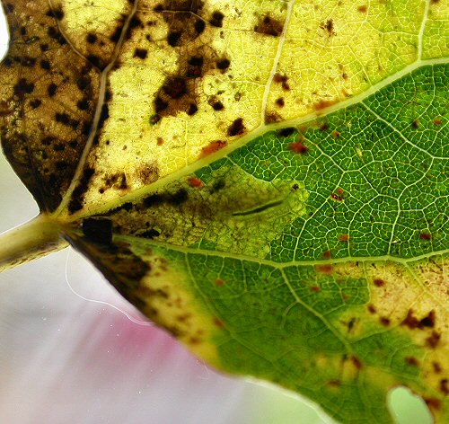 the larva has a dark head
