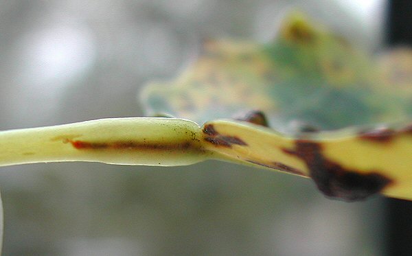 the position of the larva in the leaf petiole is seen
