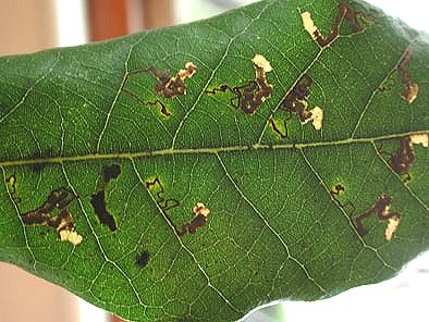 there may be many mines in a leaf