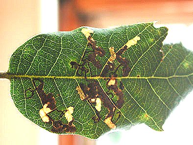 there may be many mines in a leaf