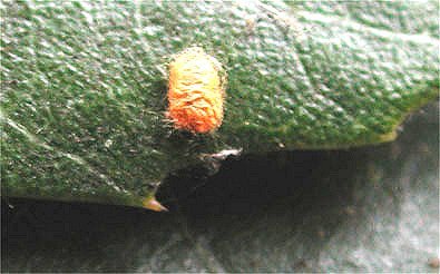 cocoon