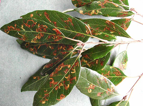 there may be many mines in a leaf