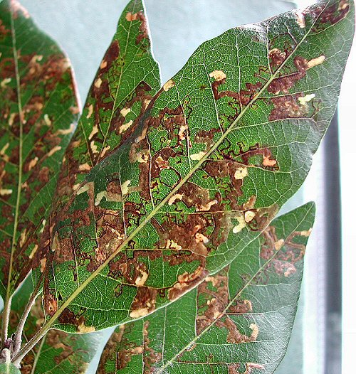 there may be many mines in a leaf