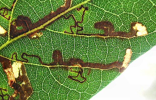 there may be many mines in a leaf