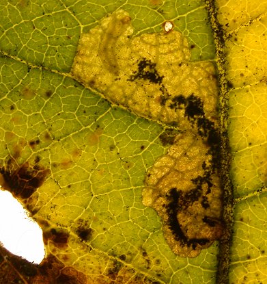 larva feeding in leaf