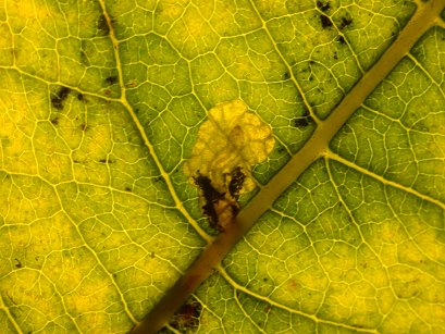 larva emerging