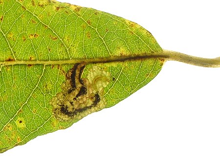 larva emerging 