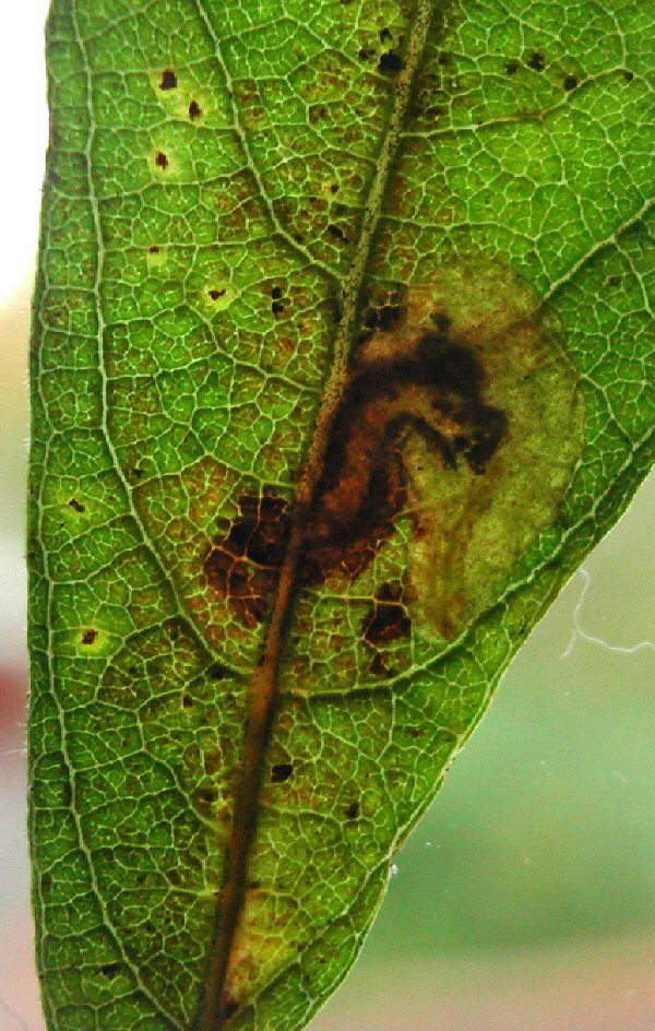 larva feeding