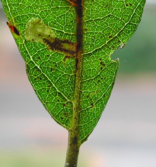 larva in mine