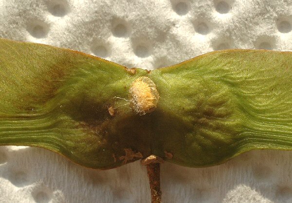 the cocoon here is in the centre of the keys
